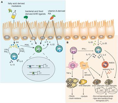Metabolic Regulation of Innate Lymphoid Cell-Mediated Tissue Protection—Linking the Nutritional State to Barrier Immunity